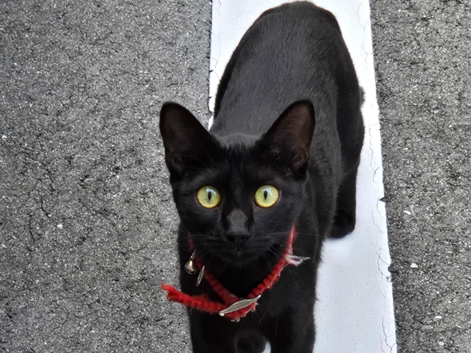 目撃された猫 目撃された猫