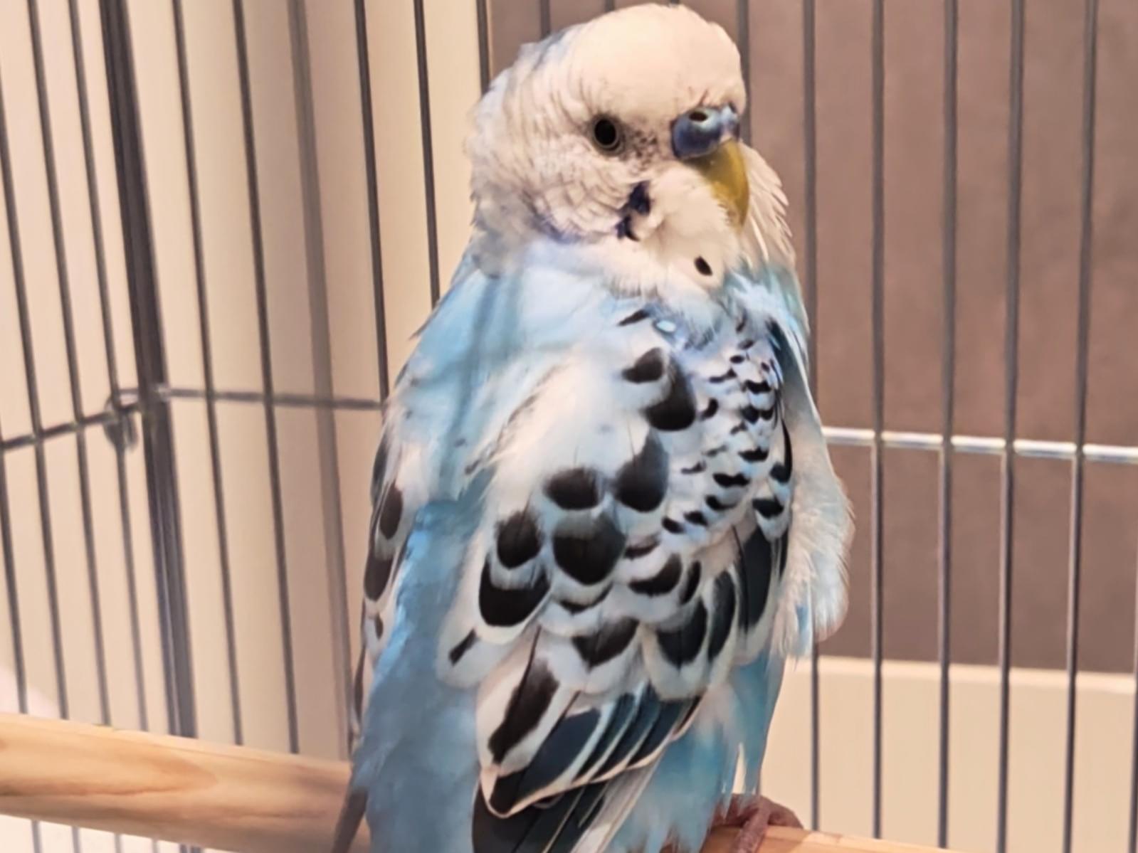 保護された鳥 保護された鳥