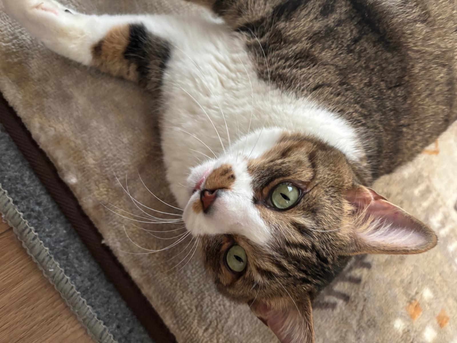 トラちゃん トラちゃん