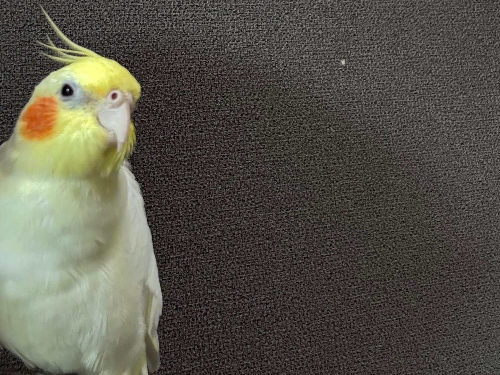 ふーちゃん ふーちゃん