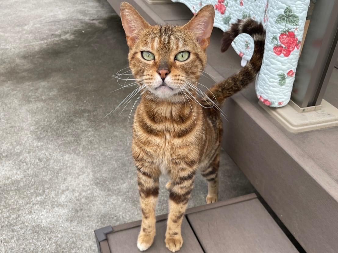 目撃された猫