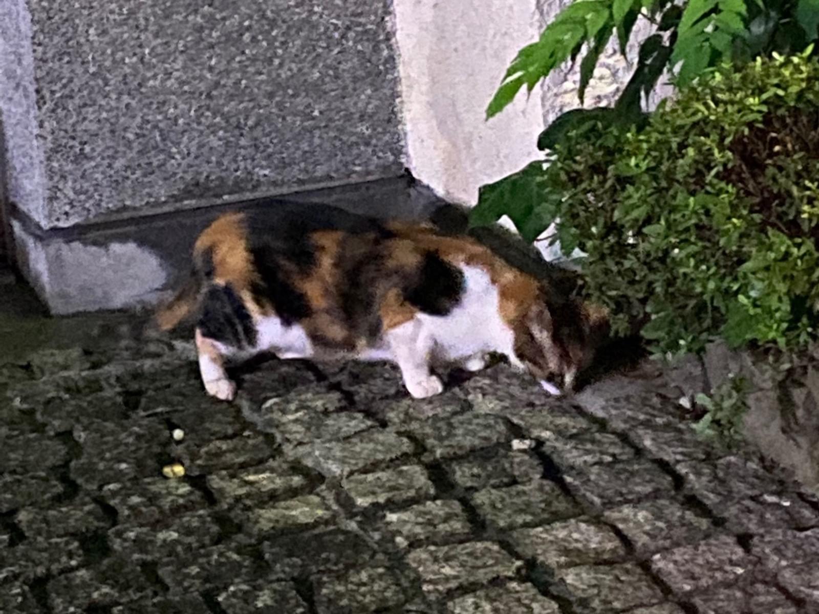 目撃された猫 目撃された猫