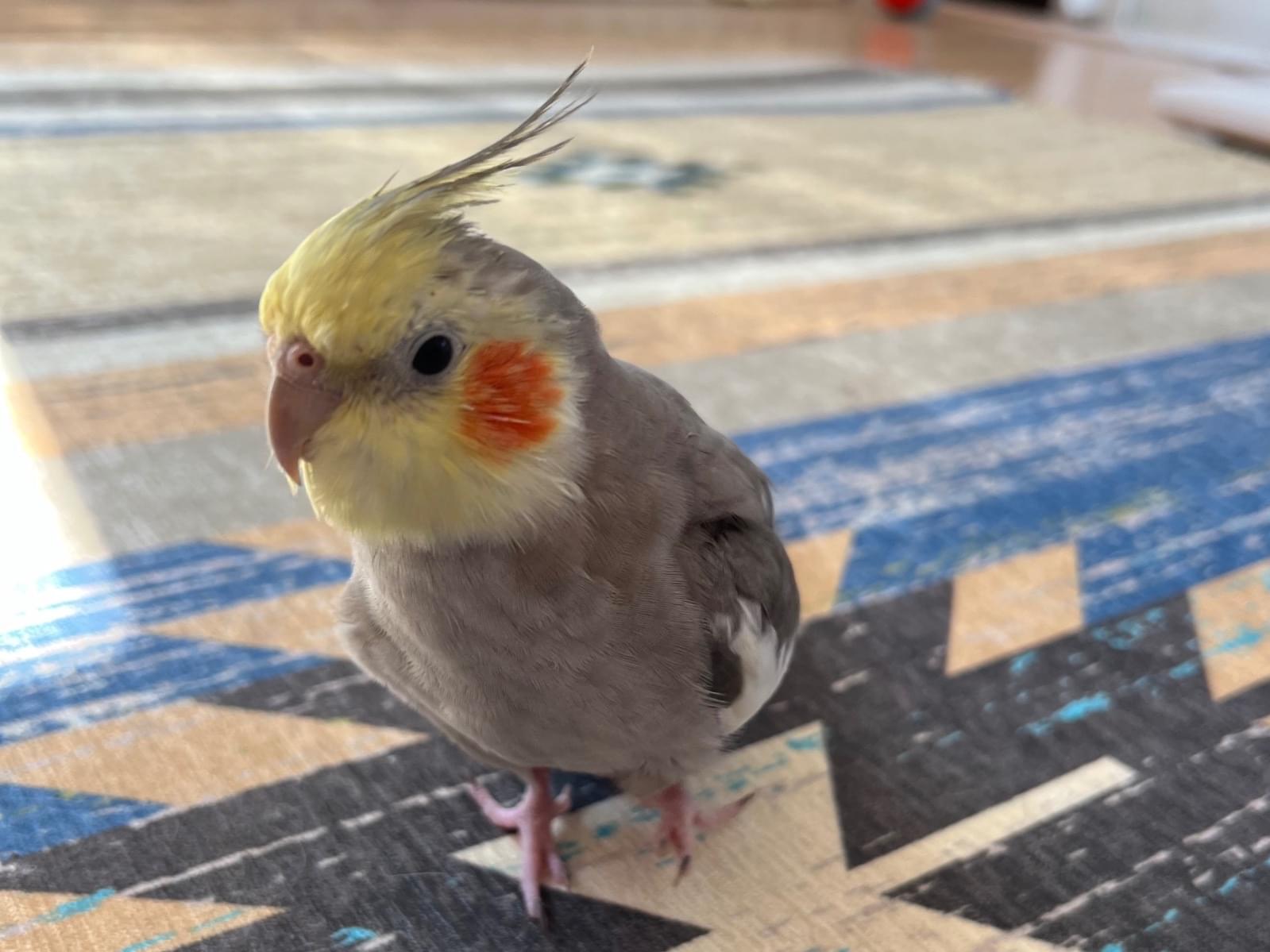 こだまちゃん こだまちゃん
