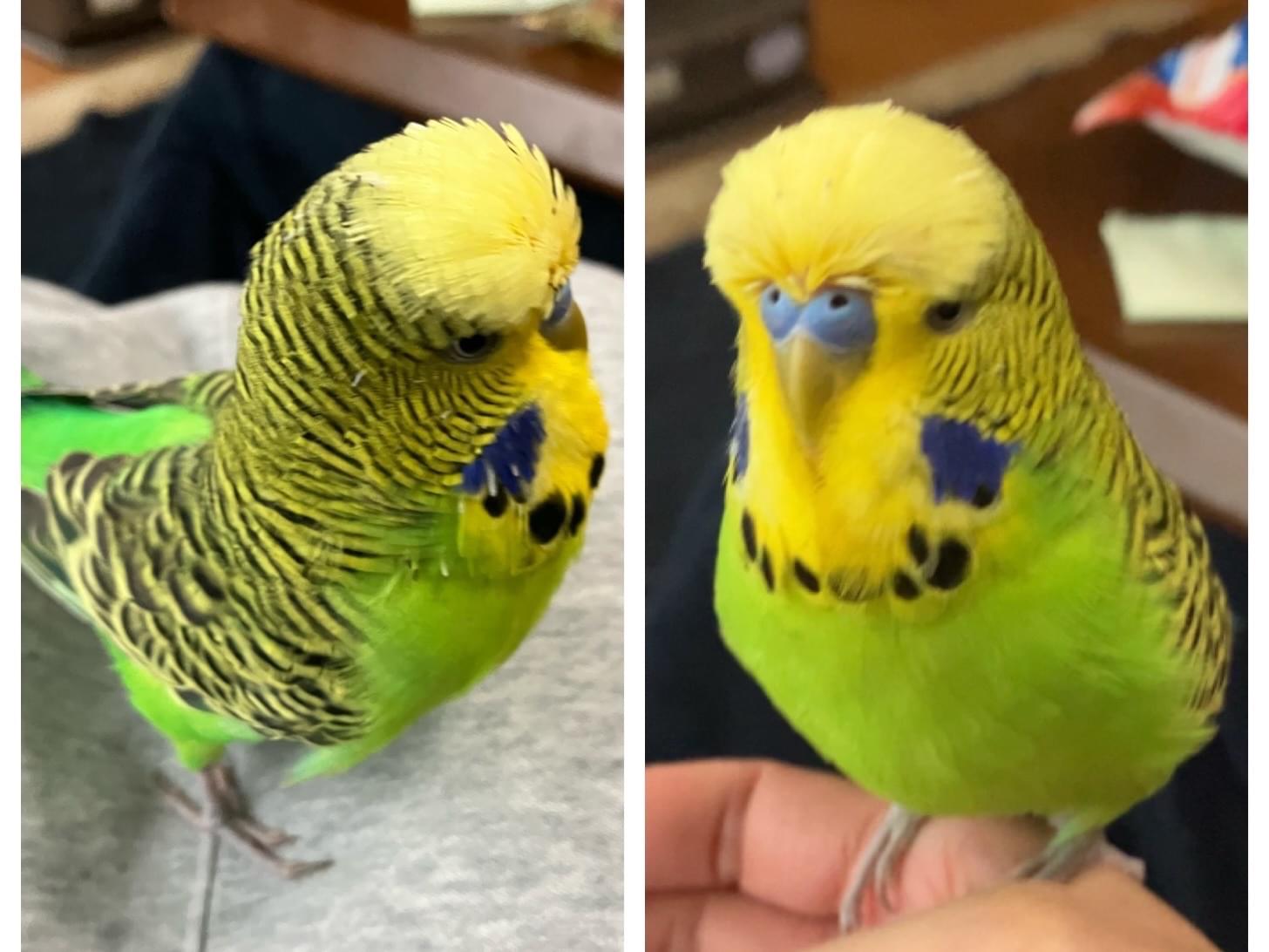 ぴーすけちゃん ぴーすけちゃん