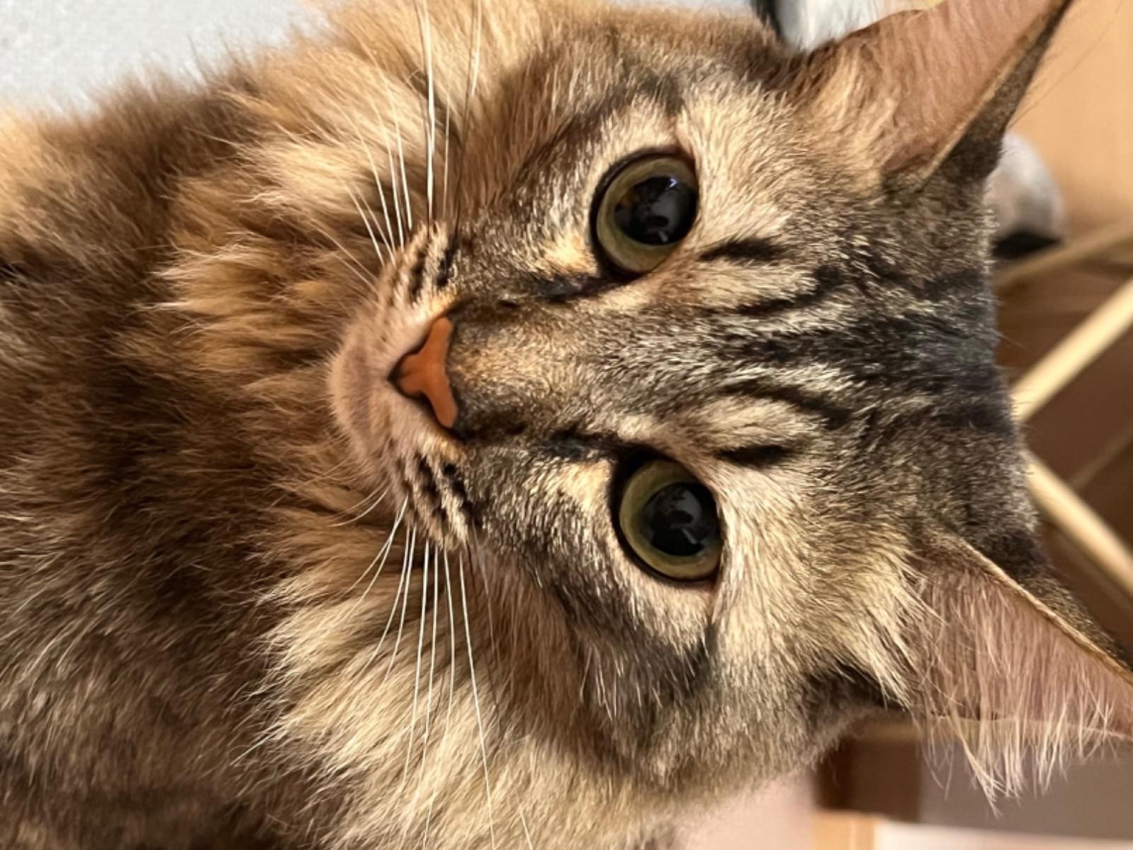 社長ちゃん 社長ちゃん