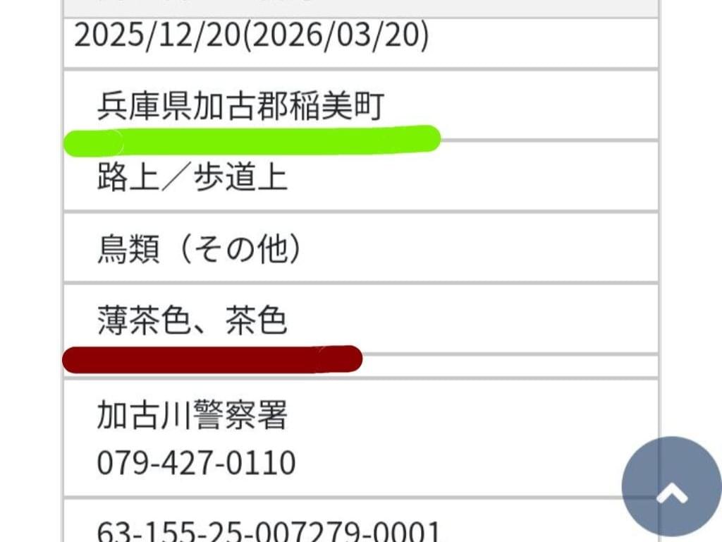 保護された鳥 保護された鳥