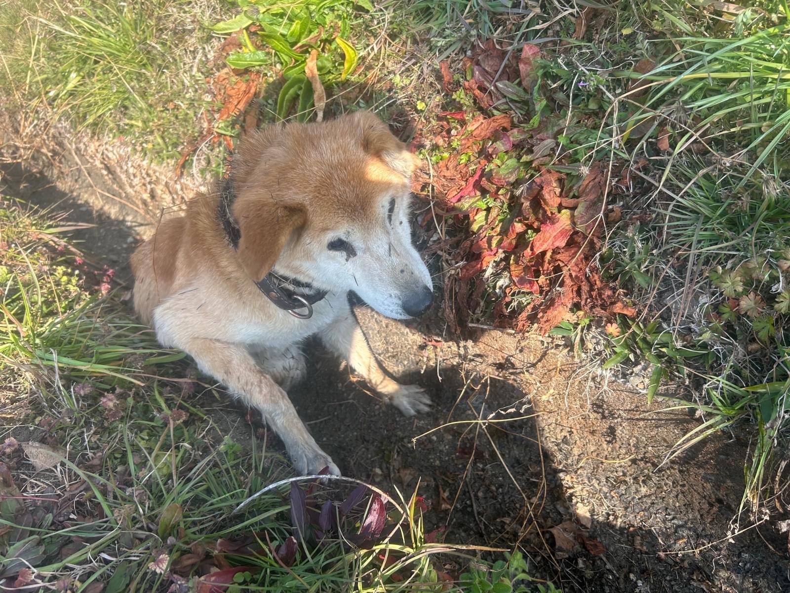 保護された犬 保護された犬