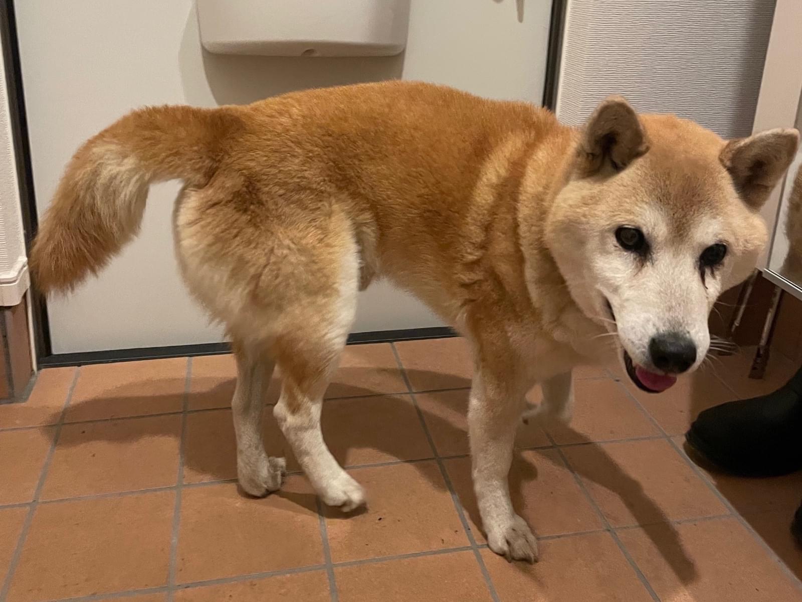 保護された犬 保護された犬