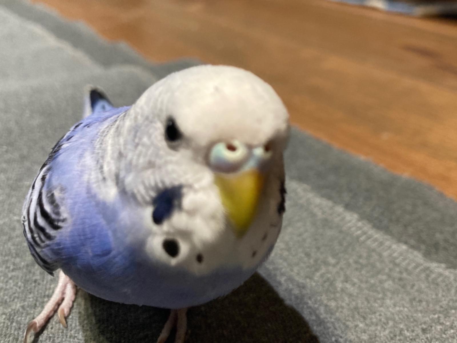 らむねちゃん らむねちゃん