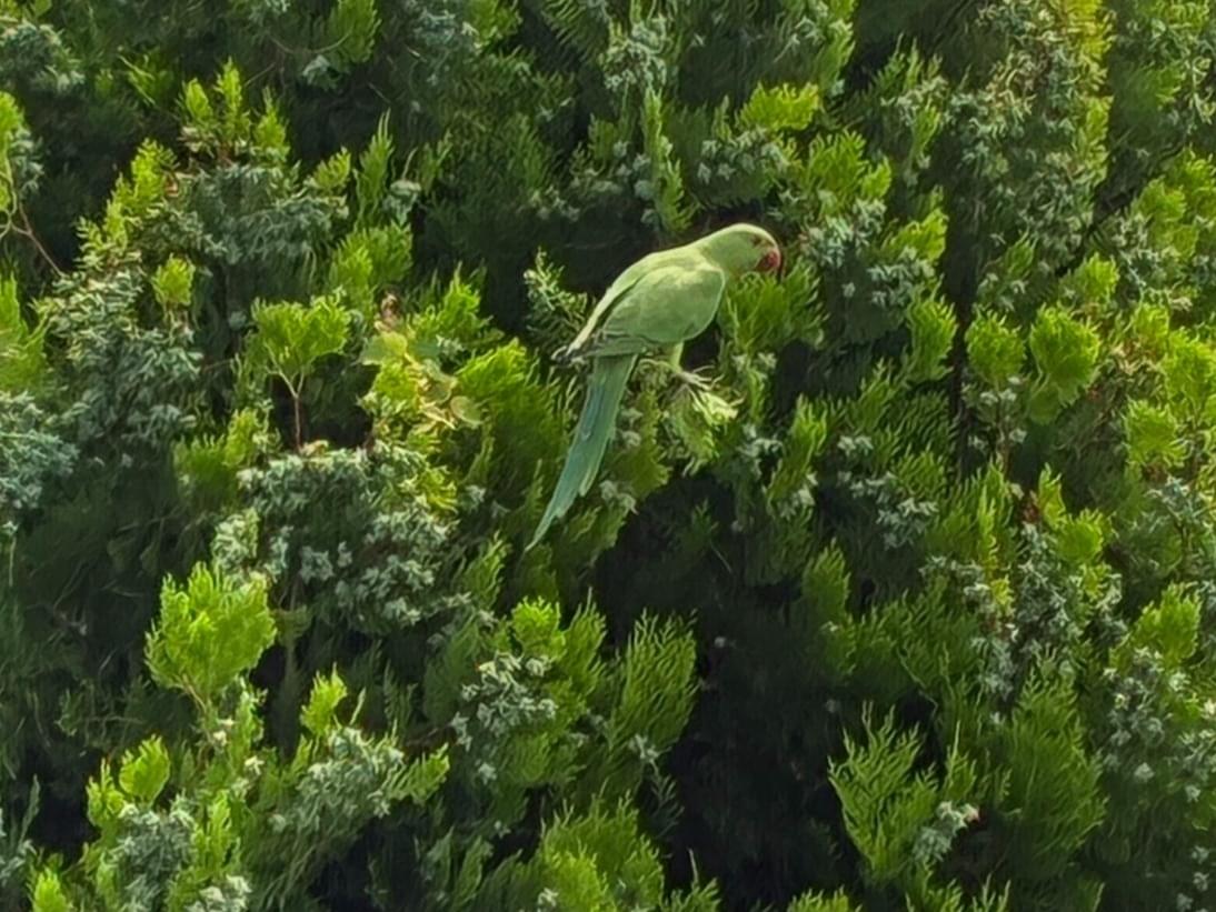 目撃された鳥