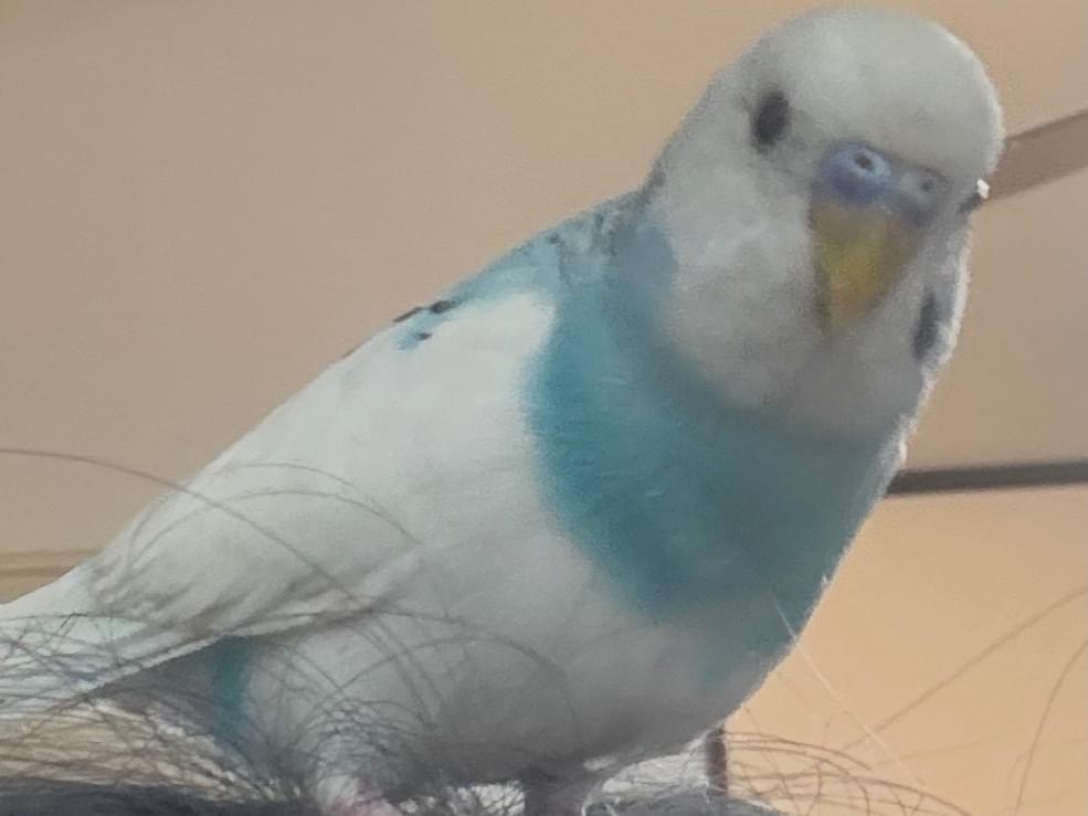 オレオちゃん オレオちゃん