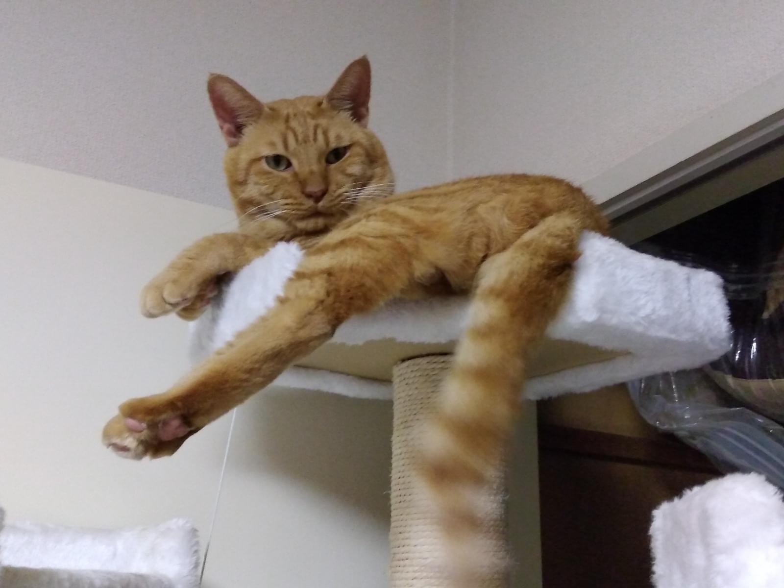迷子になった猫 迷子になった猫