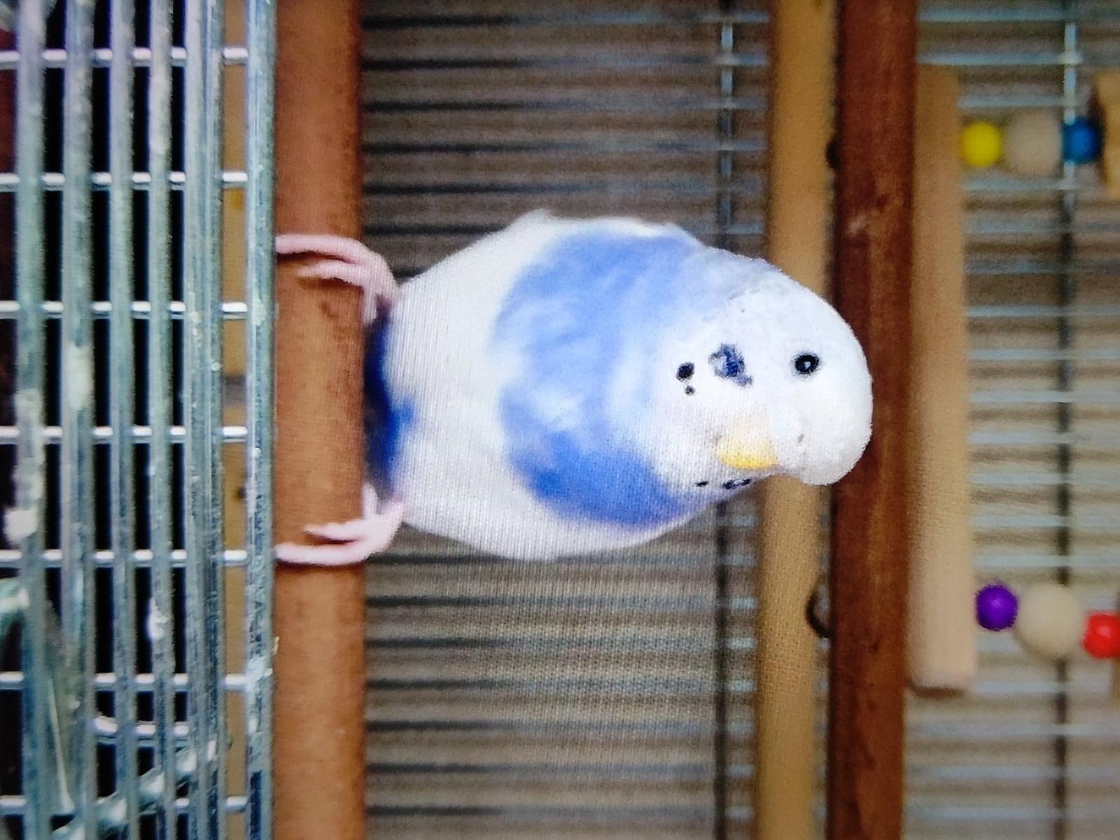 ルイちゃん ルイちゃん