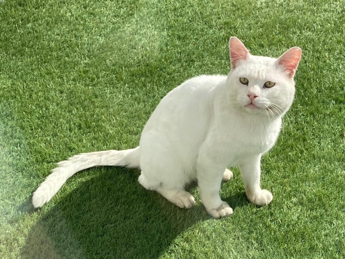 目撃された猫 目撃された猫
