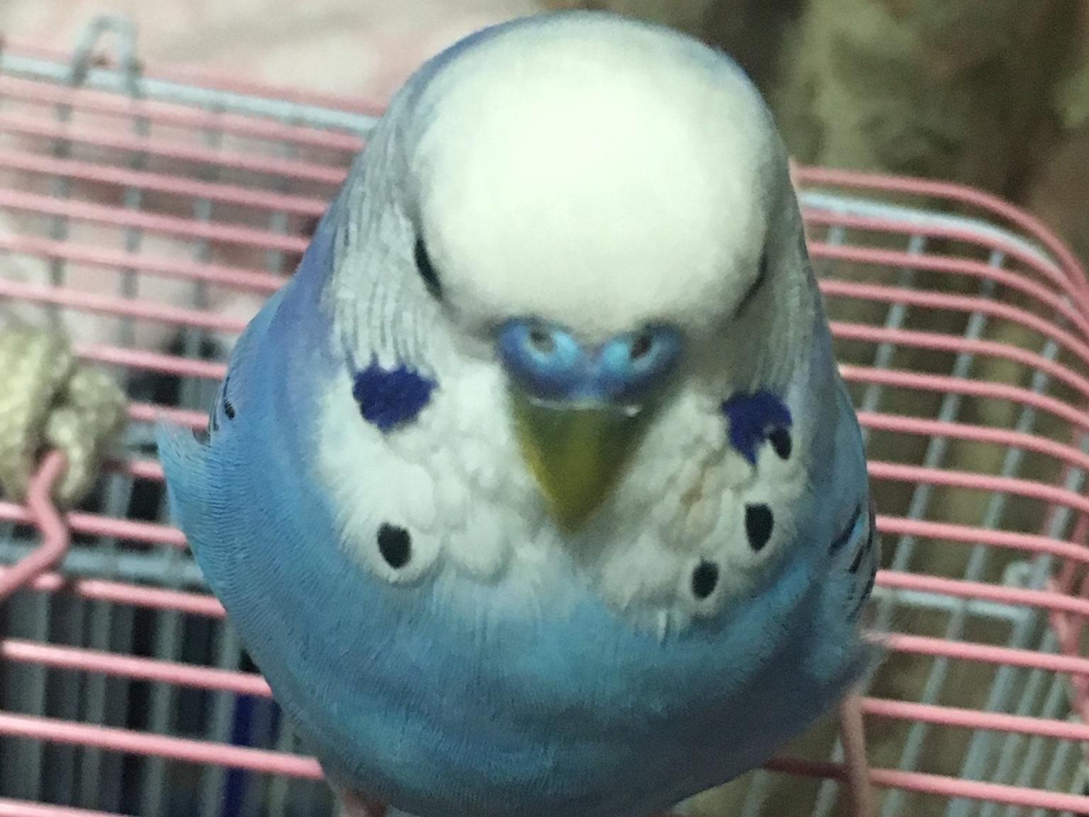 くぅちゃん くぅちゃん