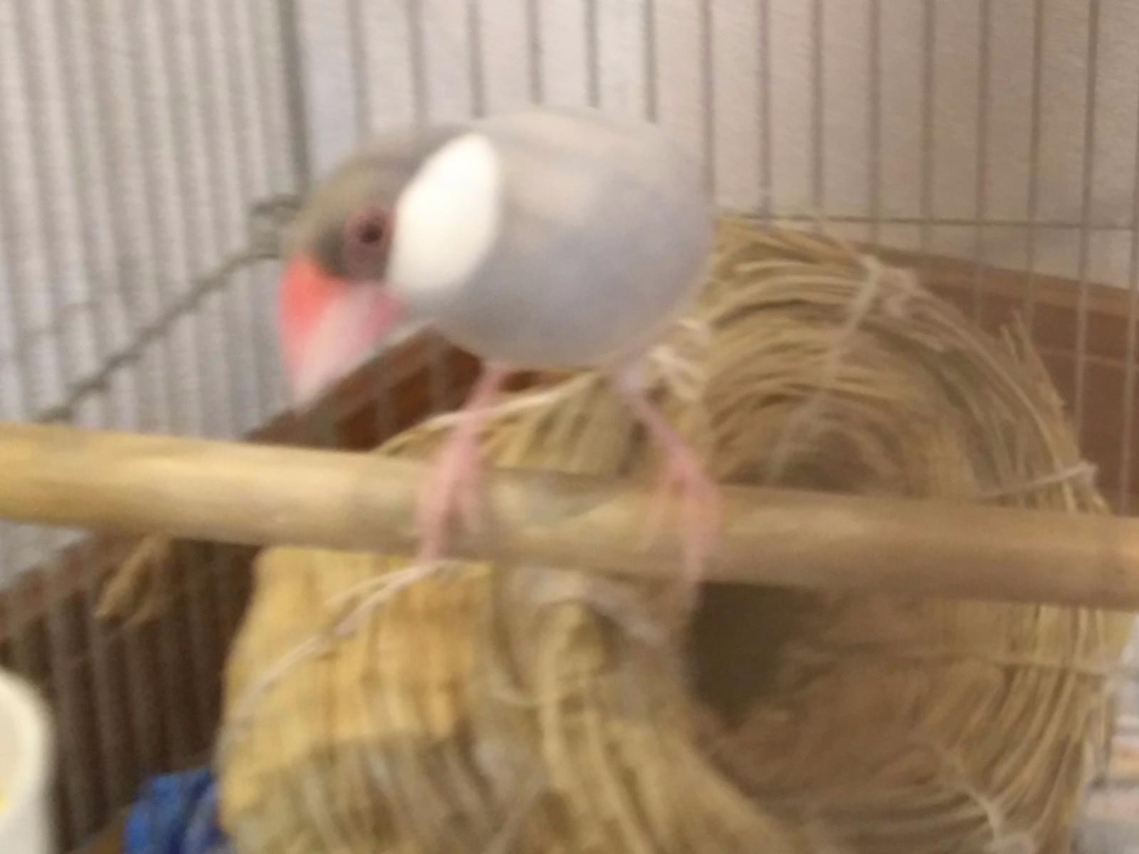 しっちゃん しっちゃん