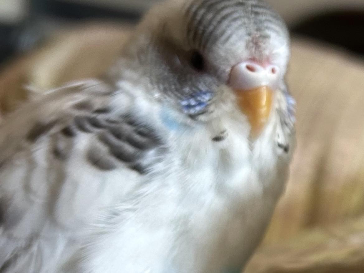 だいふくちゃん