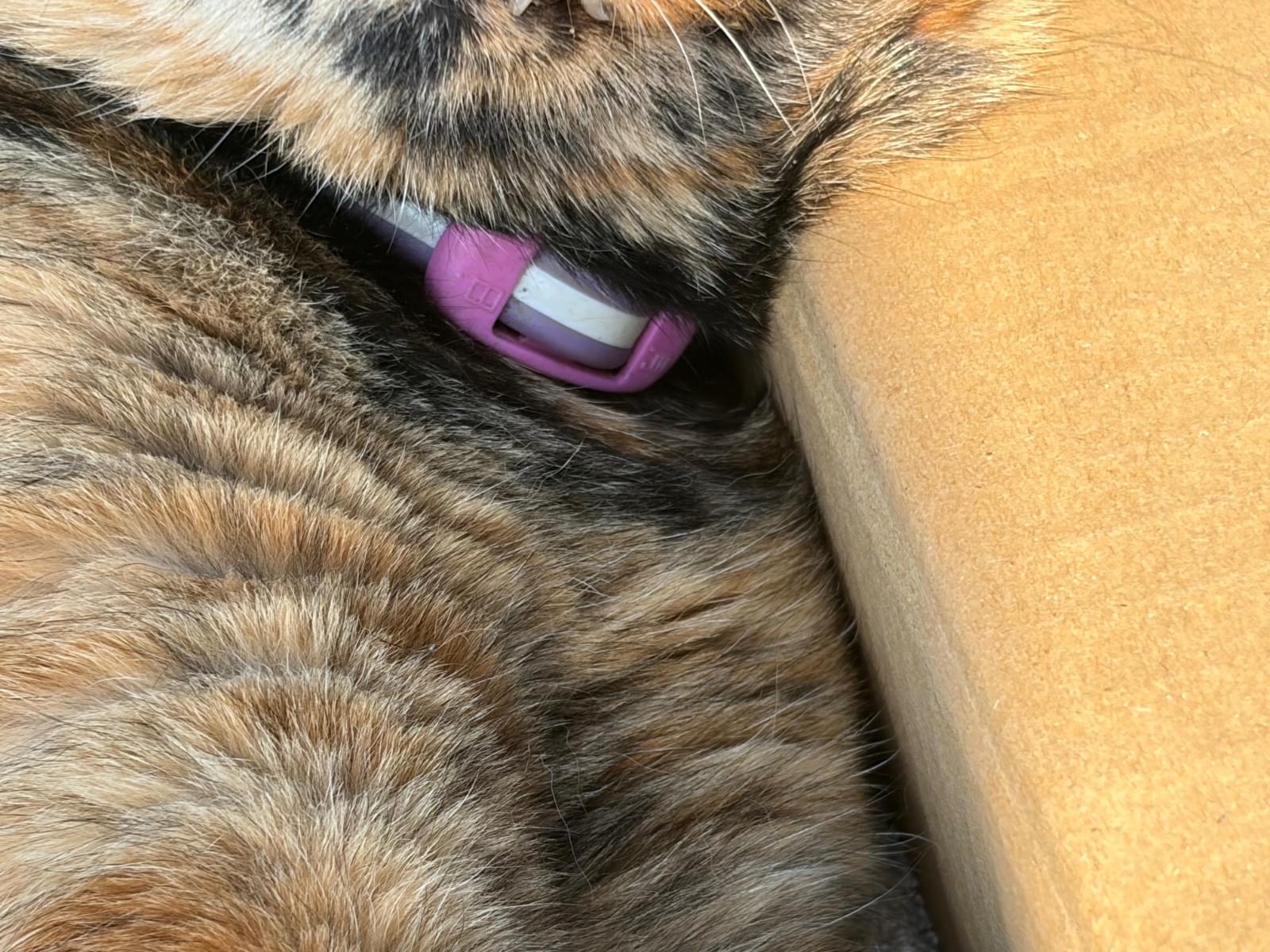 わかりませんちゃん