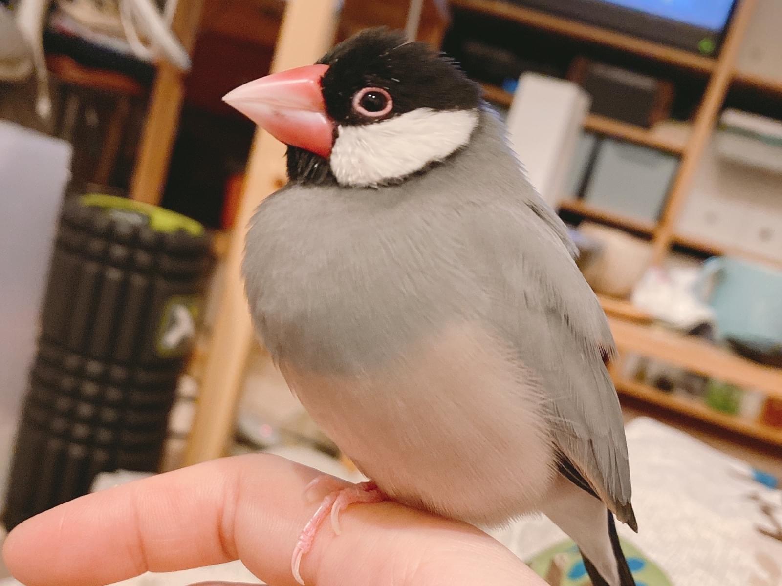 こまちゃん こまちゃん
