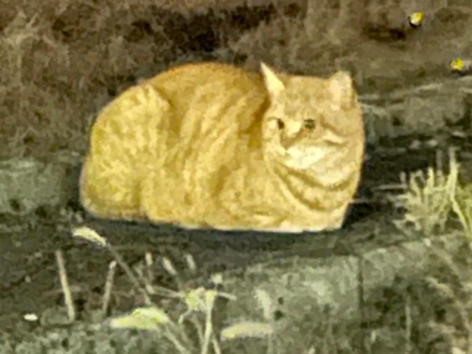 目撃された猫 目撃された猫
