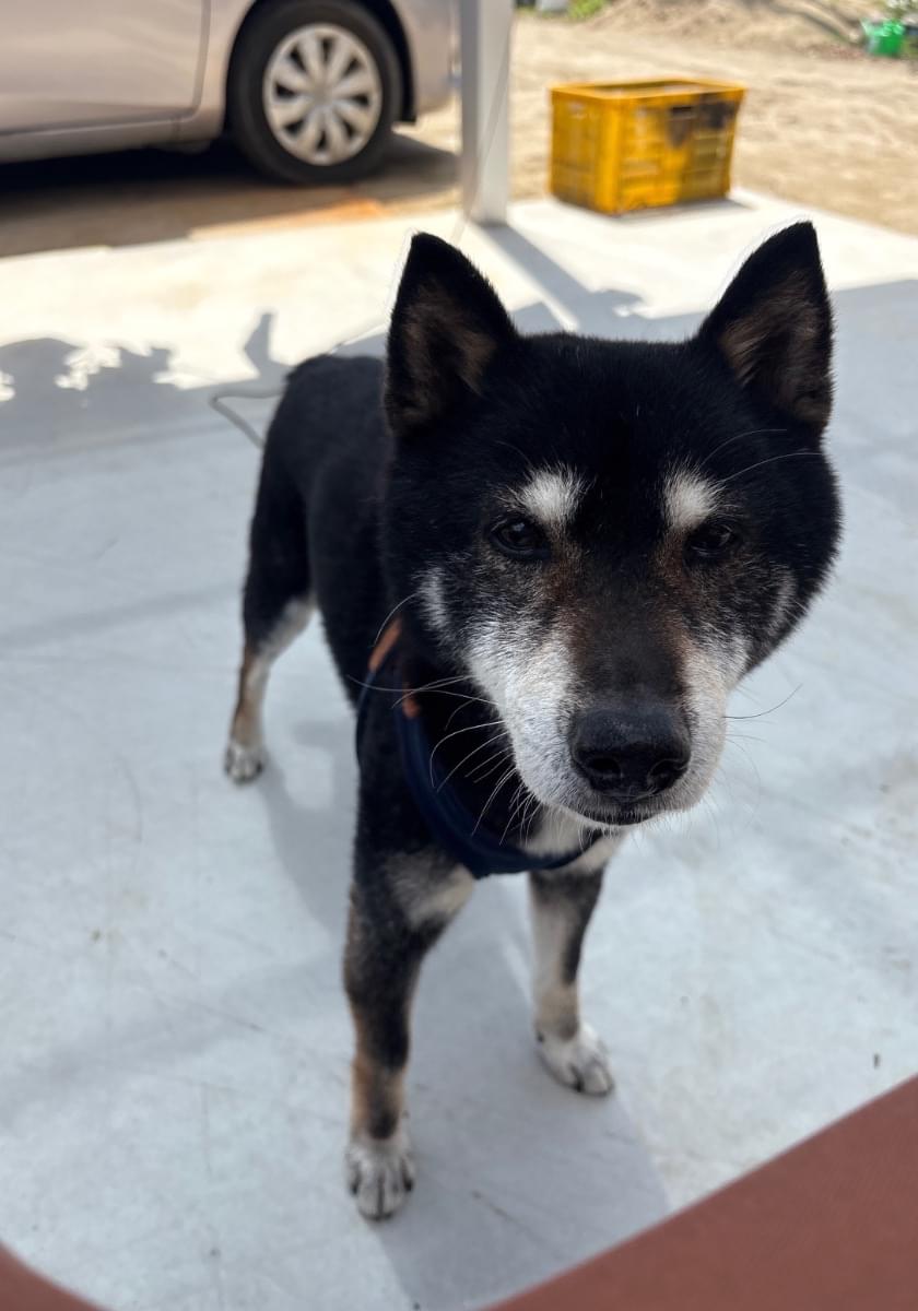 黒柴を探しています