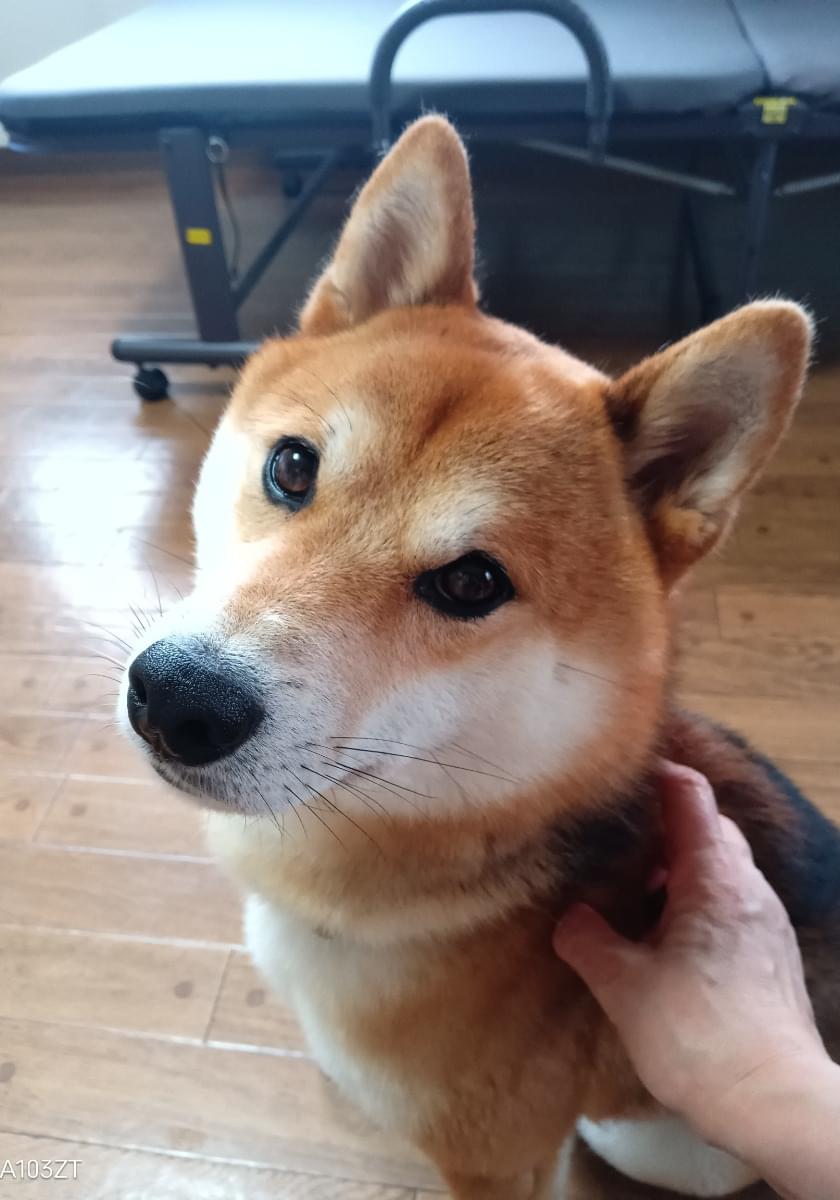 豆柴を探しています
