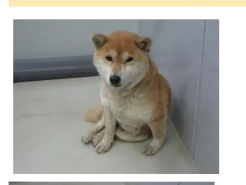 鴻巣保健所にて柴犬が収容されているそうです お心あたりがある方に届きますように