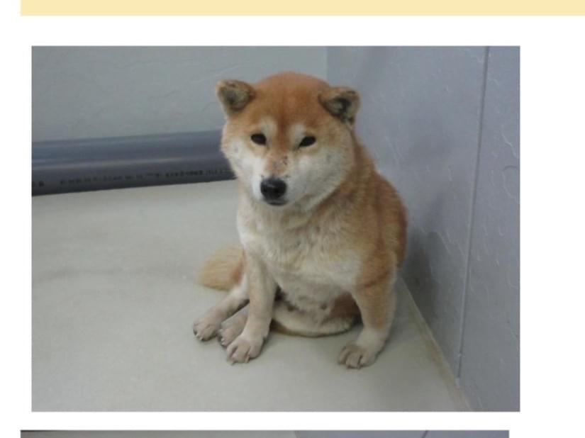 保護された犬 保護された犬