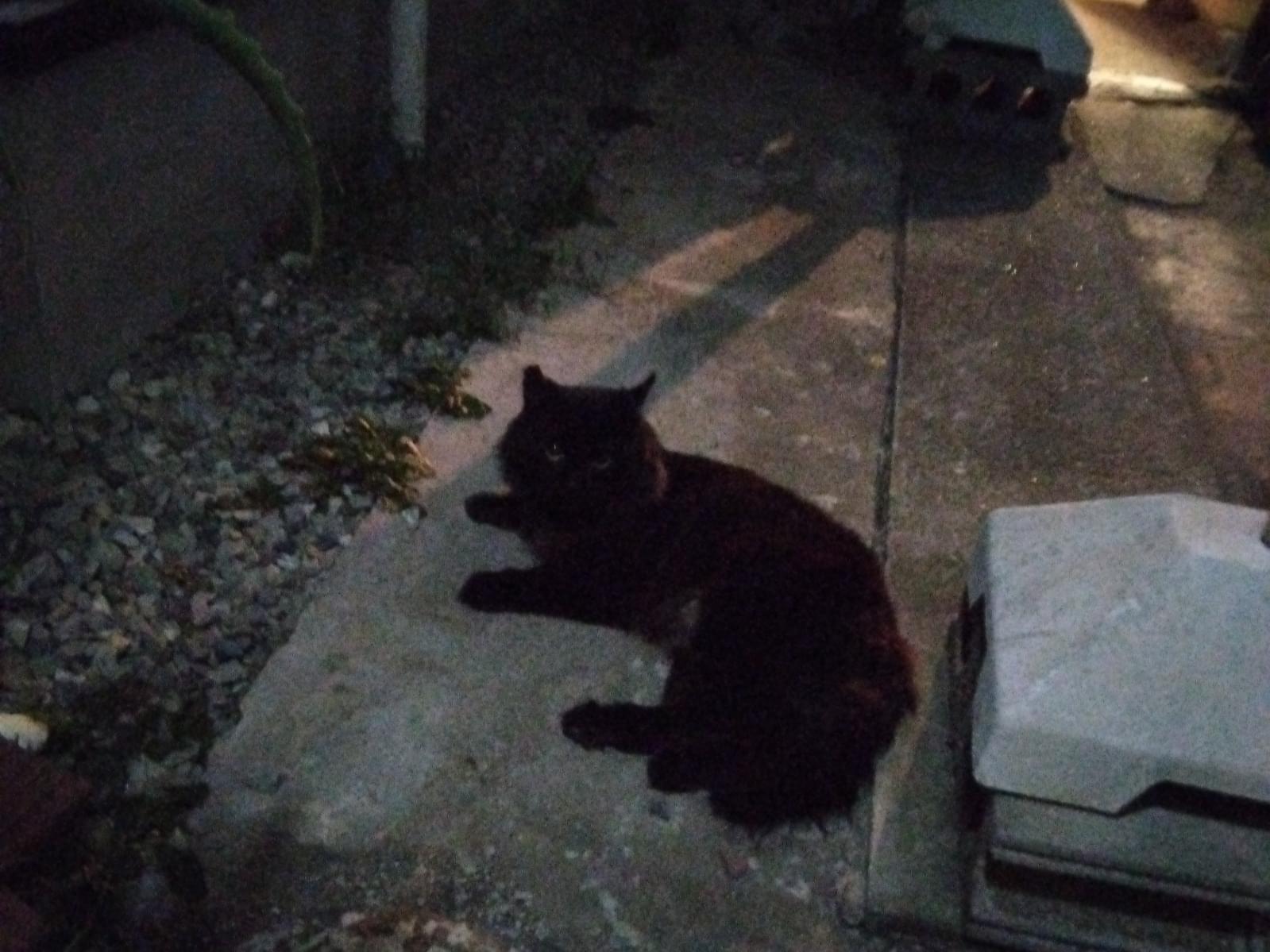 目撃された猫 目撃された猫