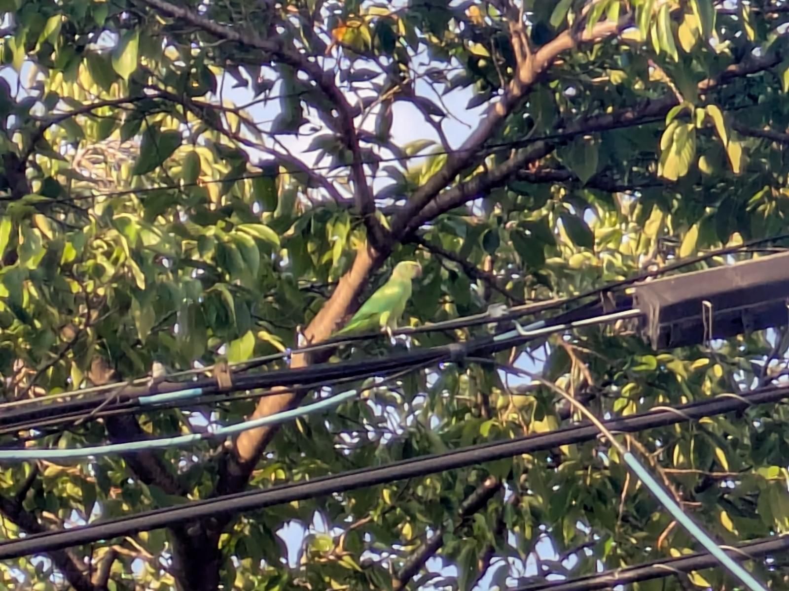 目撃された鳥 目撃された鳥