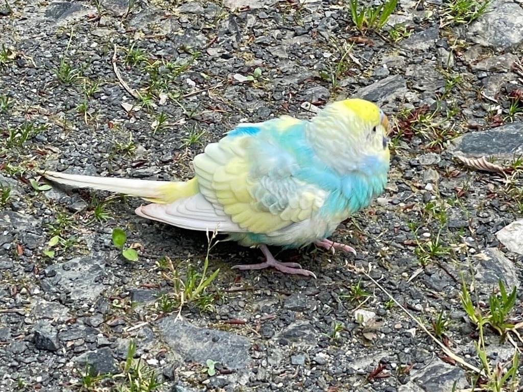 目撃された鳥 目撃された鳥