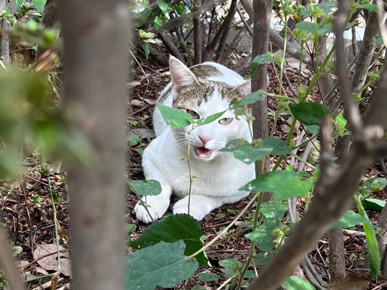 目撃された猫 目撃された猫