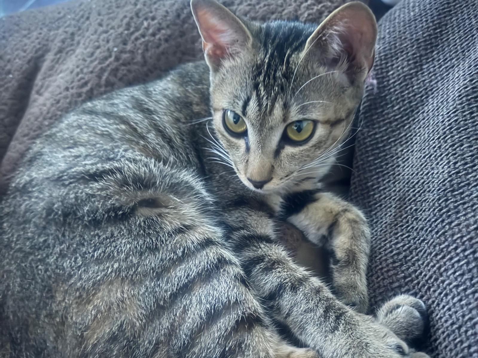 保護された猫 保護された猫