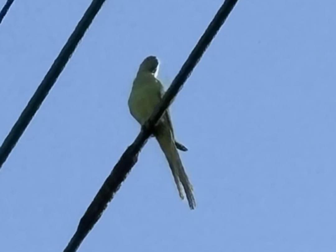 目撃された鳥 目撃された鳥