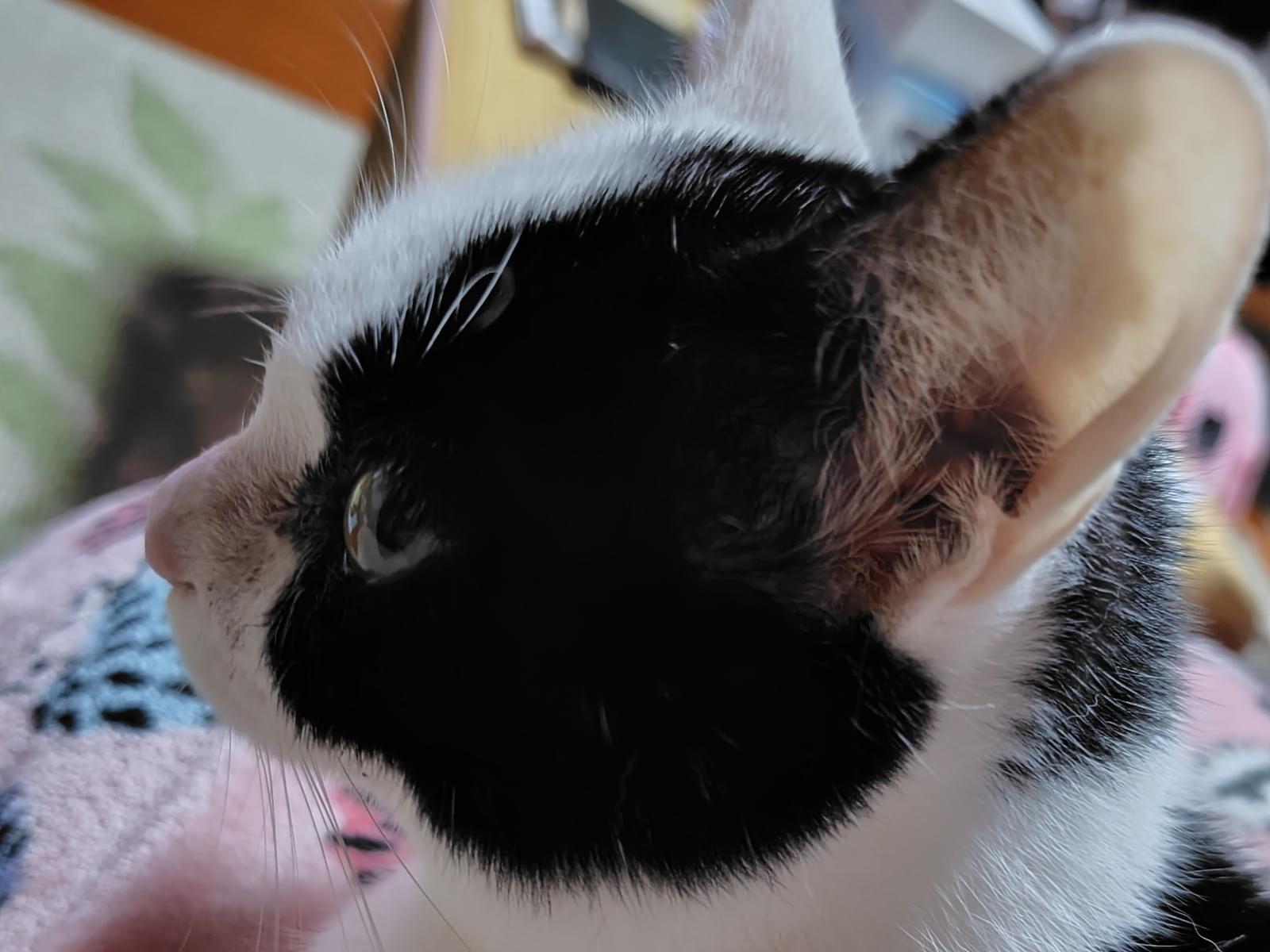 保護された猫