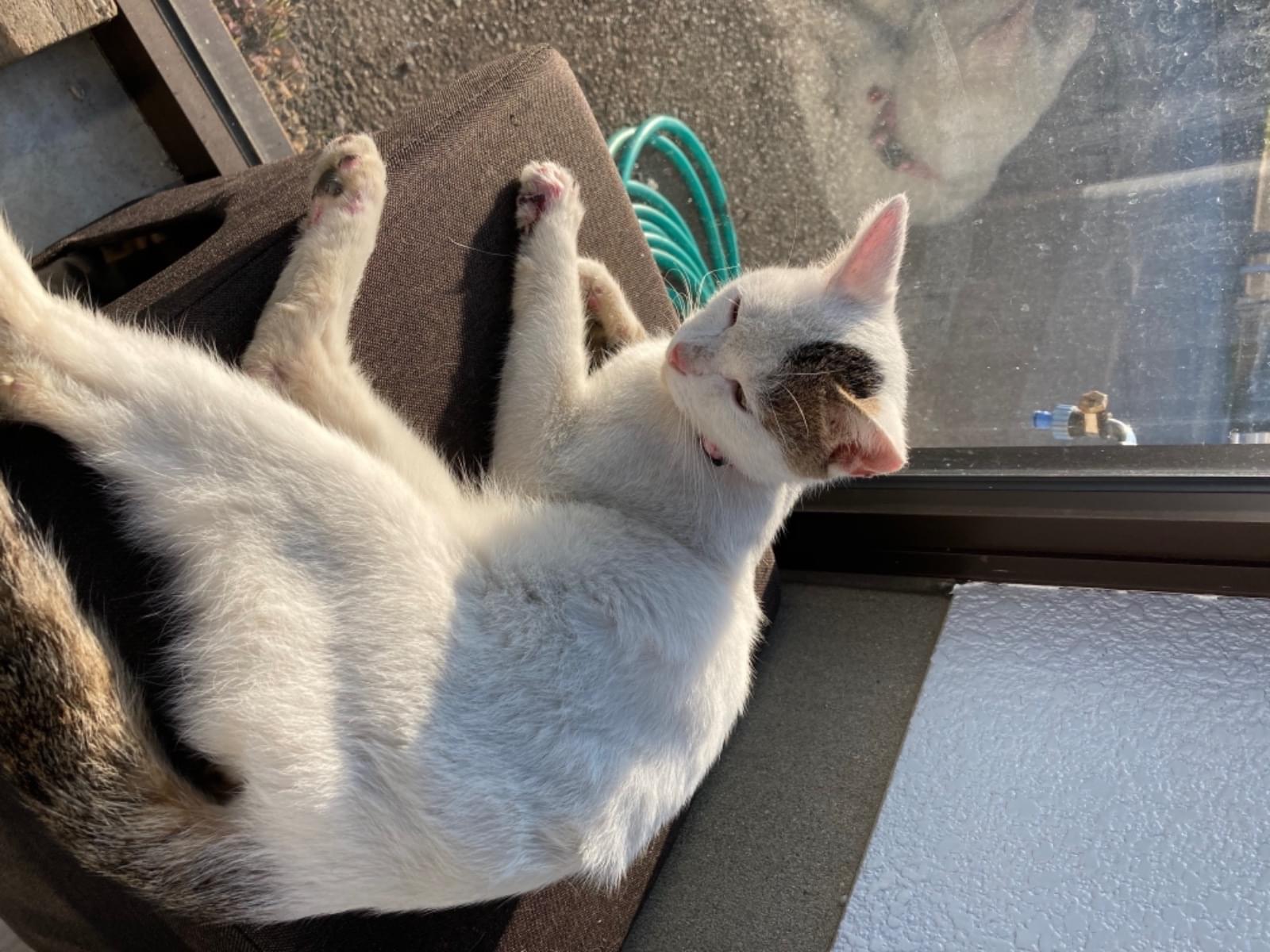 保護された猫 保護された猫