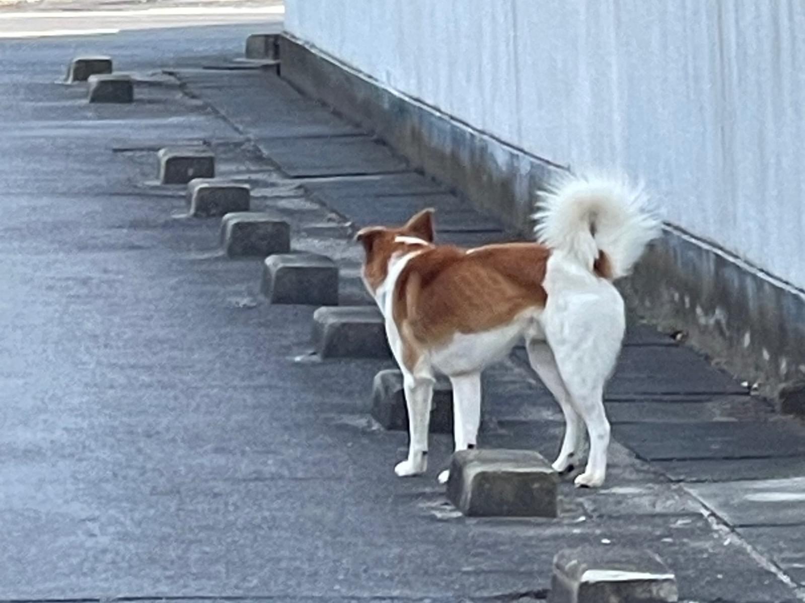目撃された犬 目撃された犬