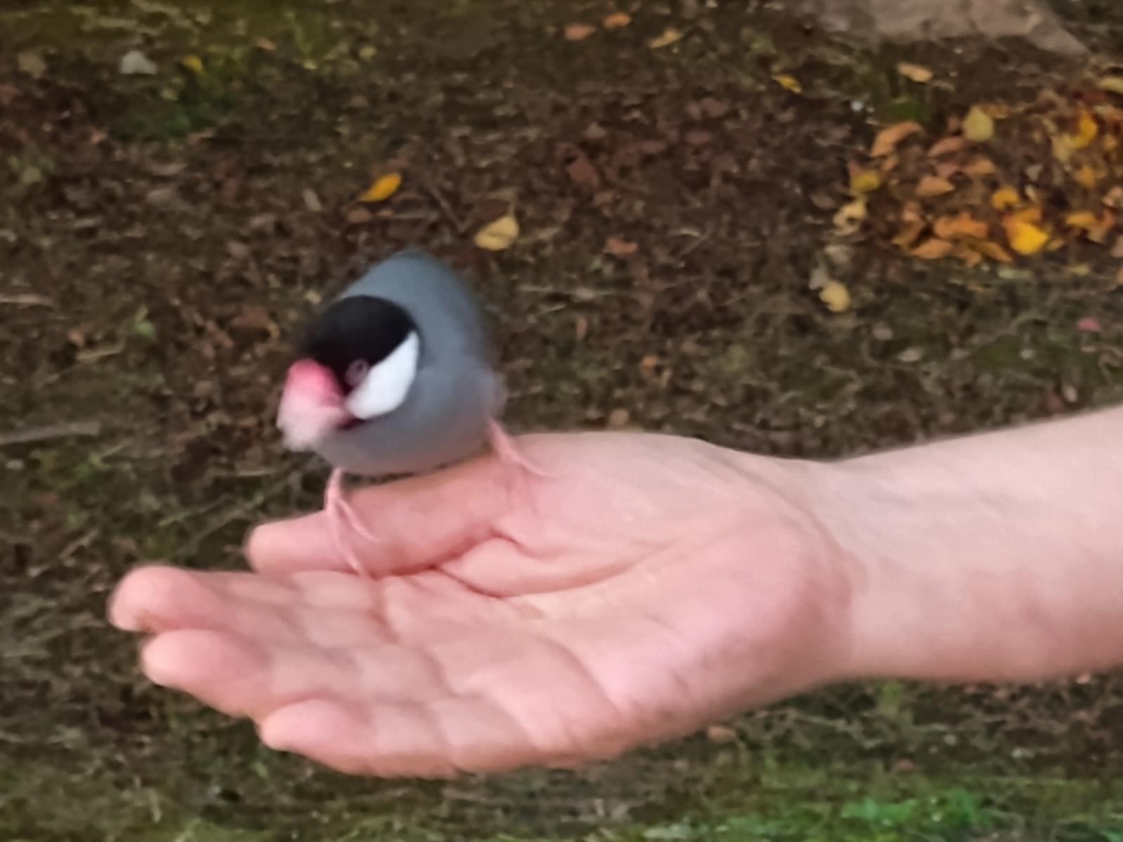 保護された鳥 保護された鳥