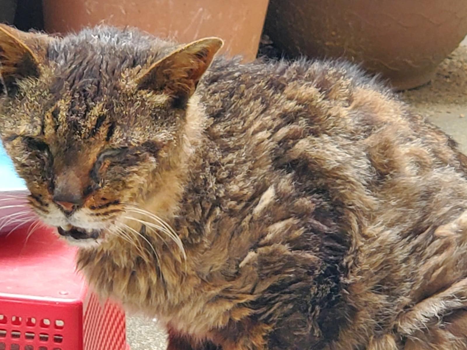 目撃された猫 目撃された猫