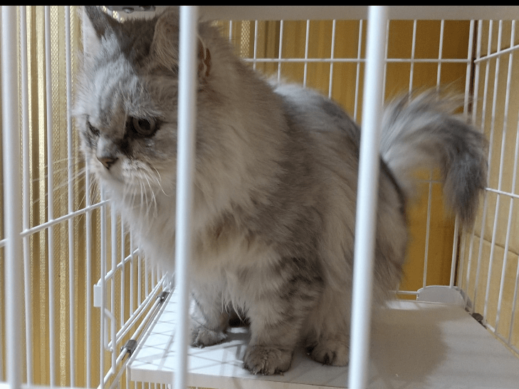 保護された猫 保護された猫