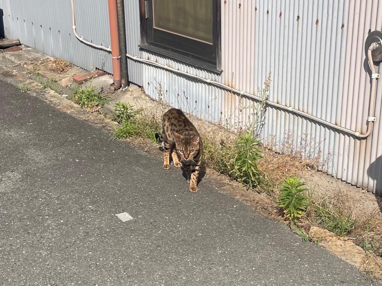 目撃された猫