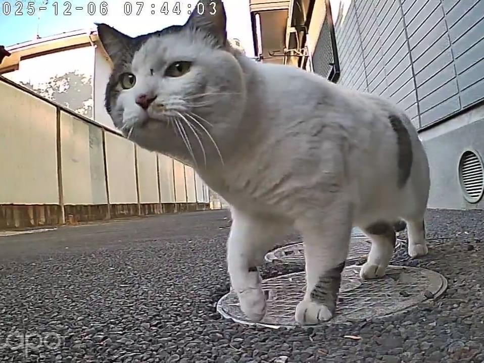 目撃された猫 目撃された猫