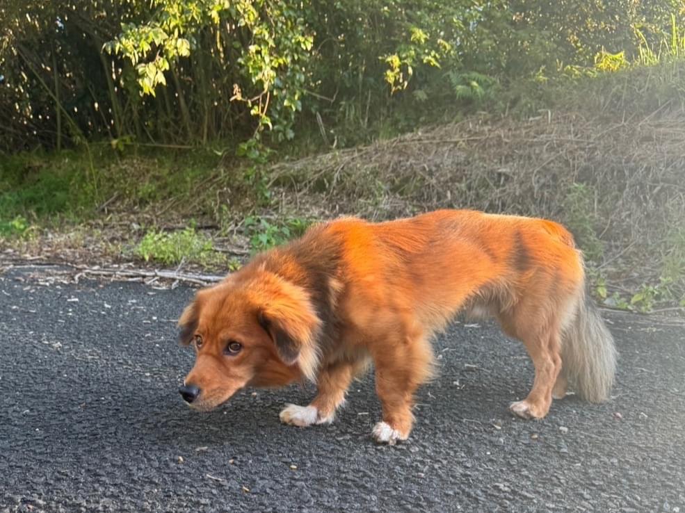 目撃された犬 目撃された犬