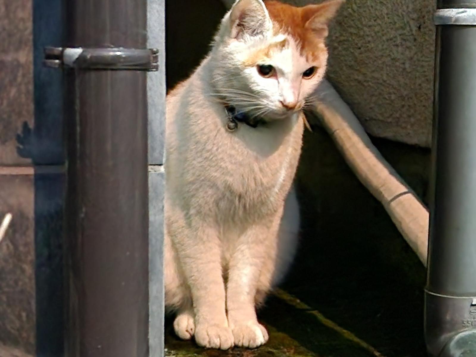 目撃された猫