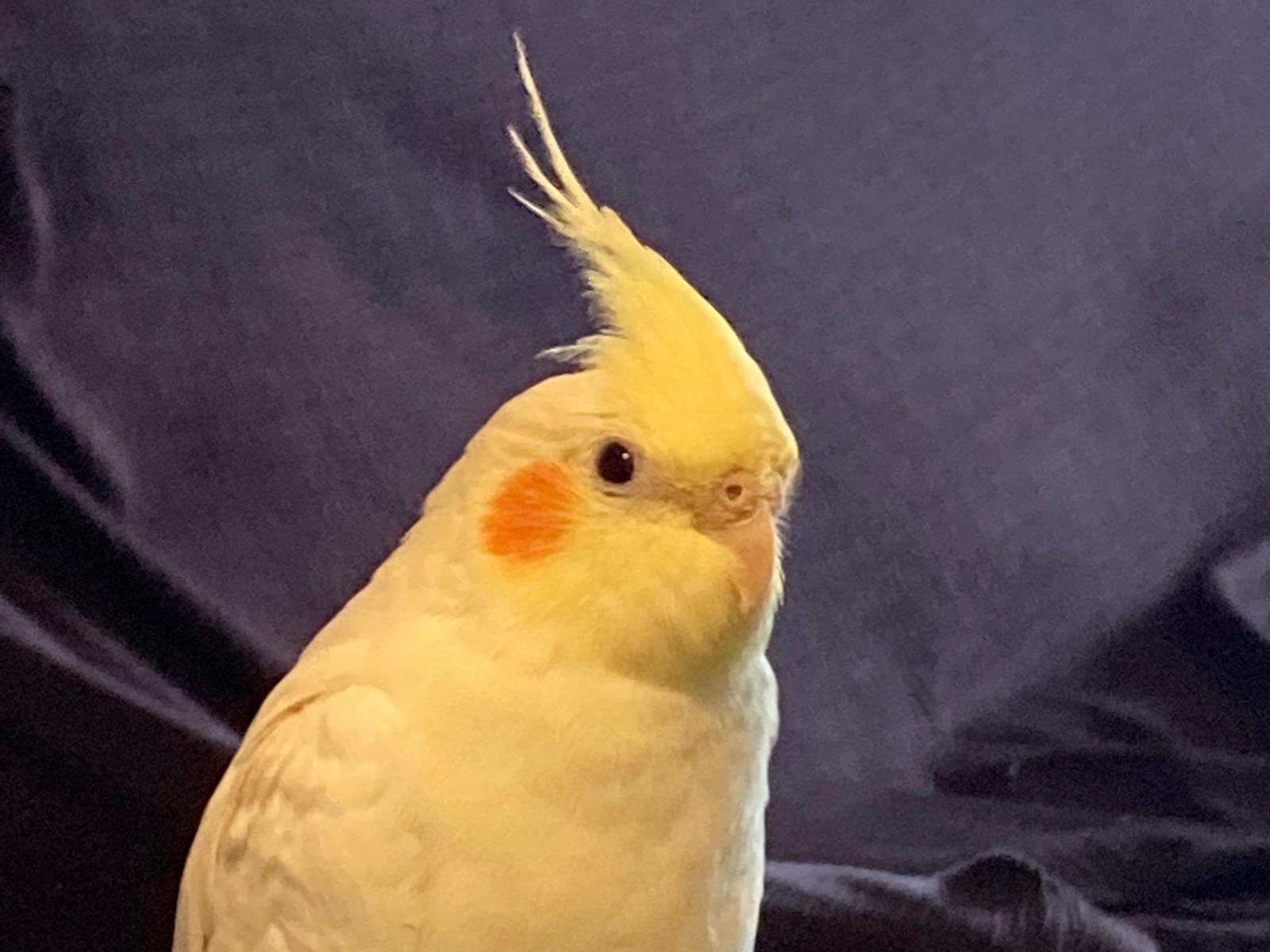 ほっぺちゃん ほっぺちゃん