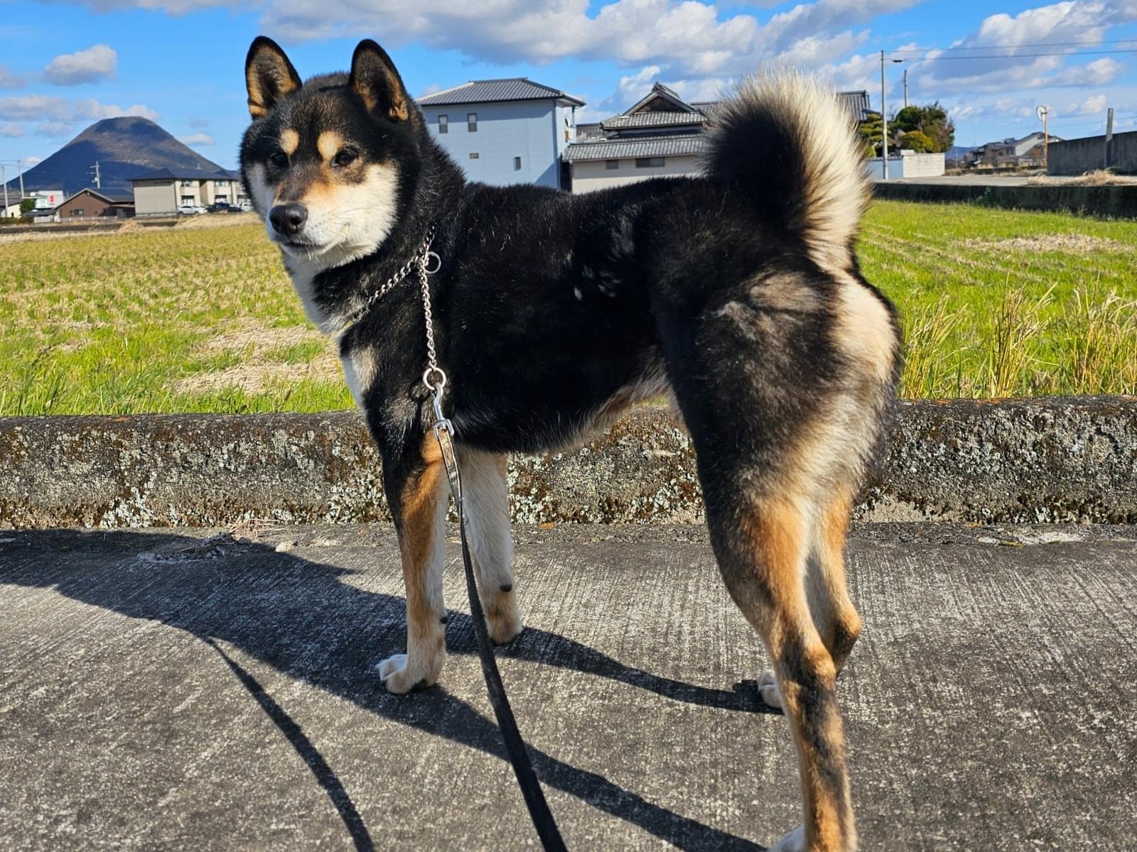 保護された犬 保護された犬