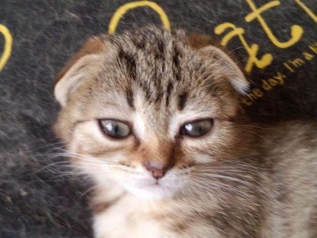 モシンちゃん モシンちゃん
