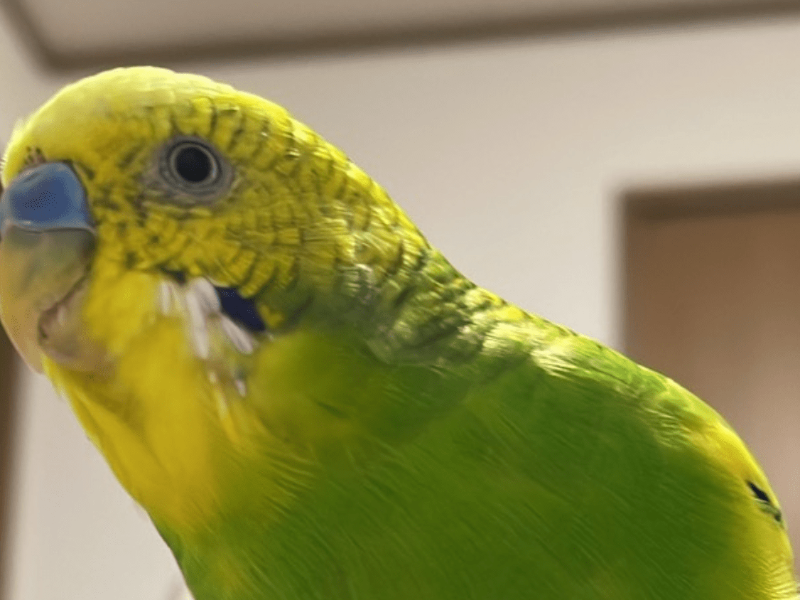 ずんだちゃん ずんだちゃん