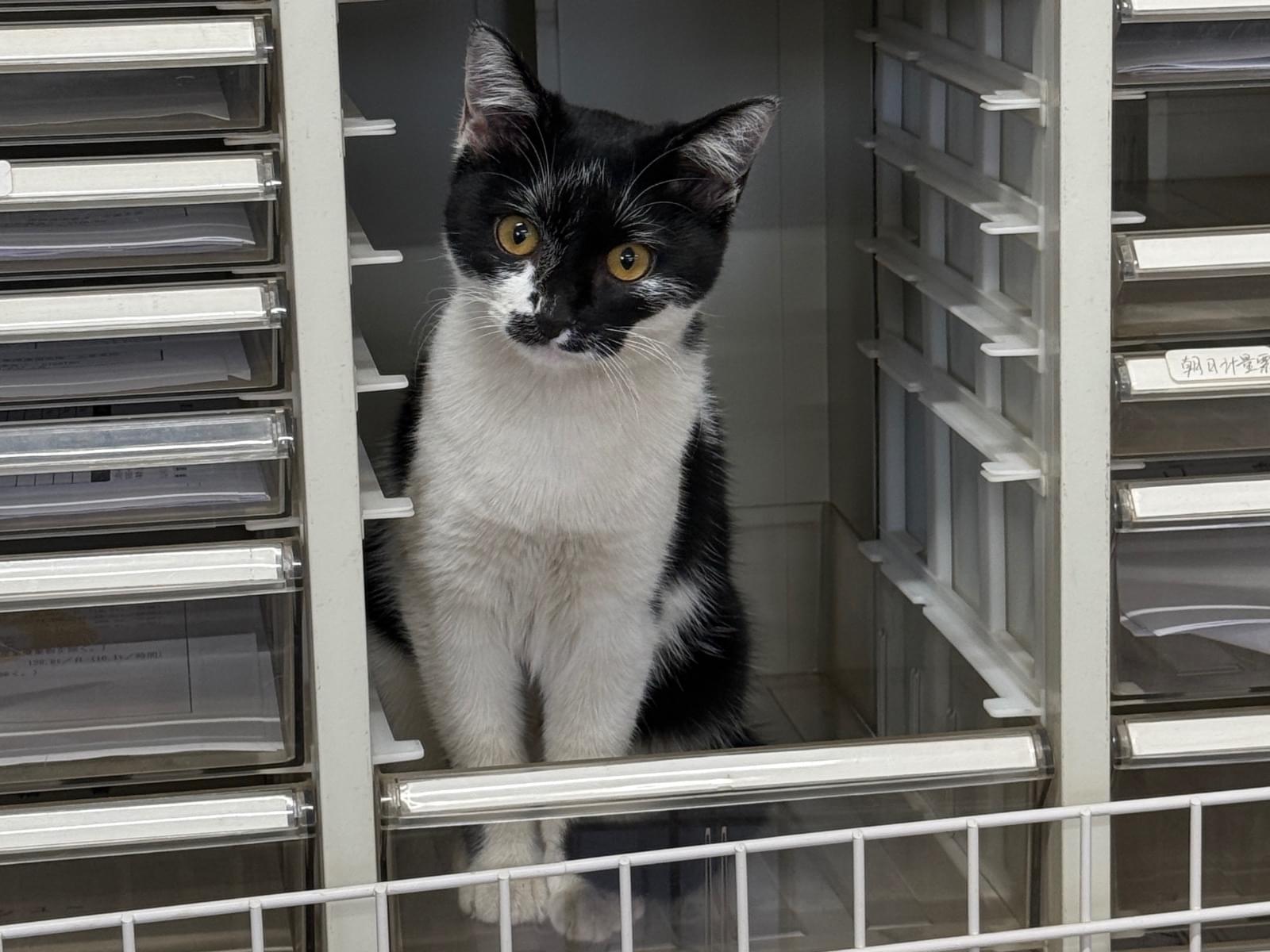 ふぇいちゃん ふぇいちゃん