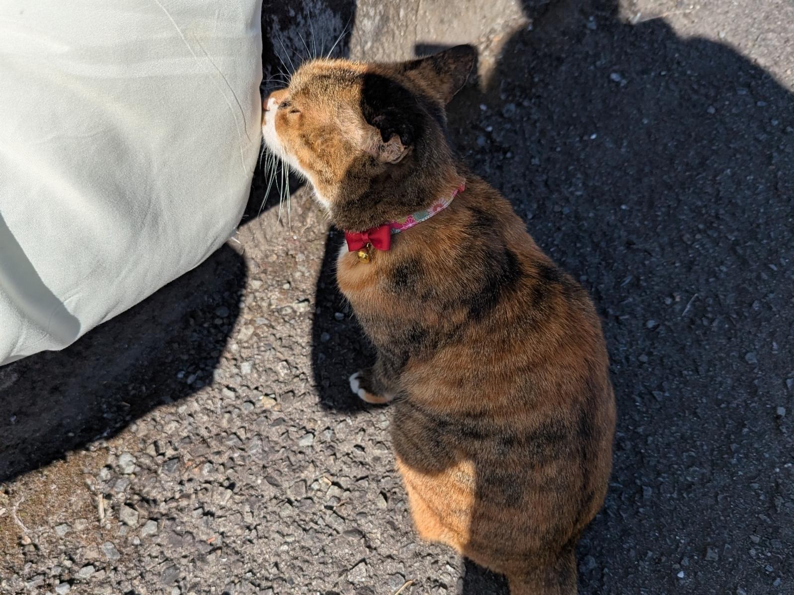 目撃された猫 目撃された猫